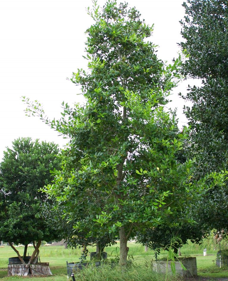 East Palatka Holly (Ilex X attenuata 'East Palatka' Michael A. Gilkey