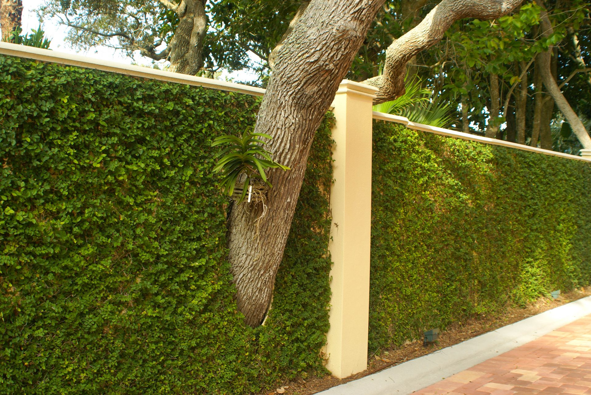 Ficus Pumila Wall
