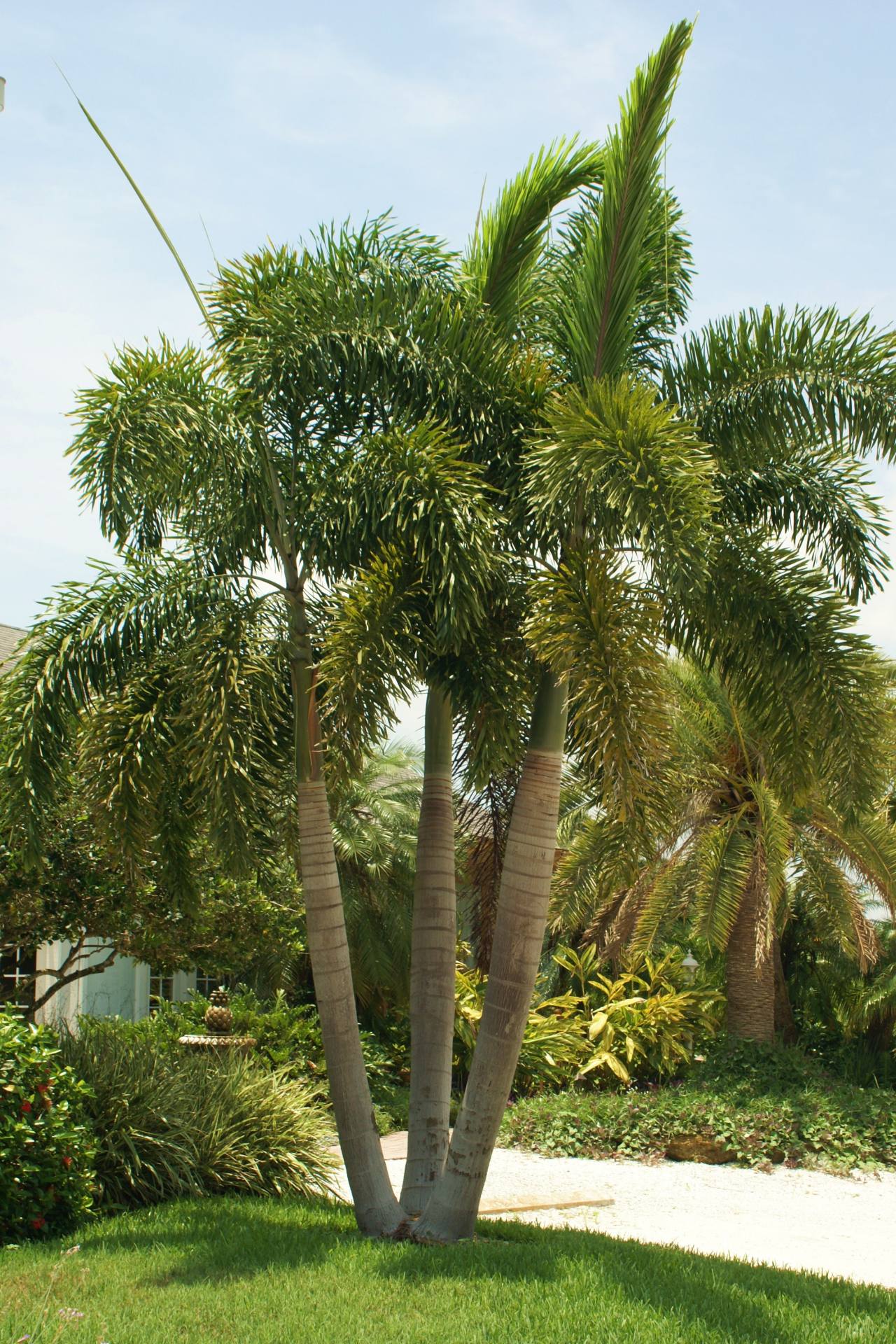 foxtail palm landscape