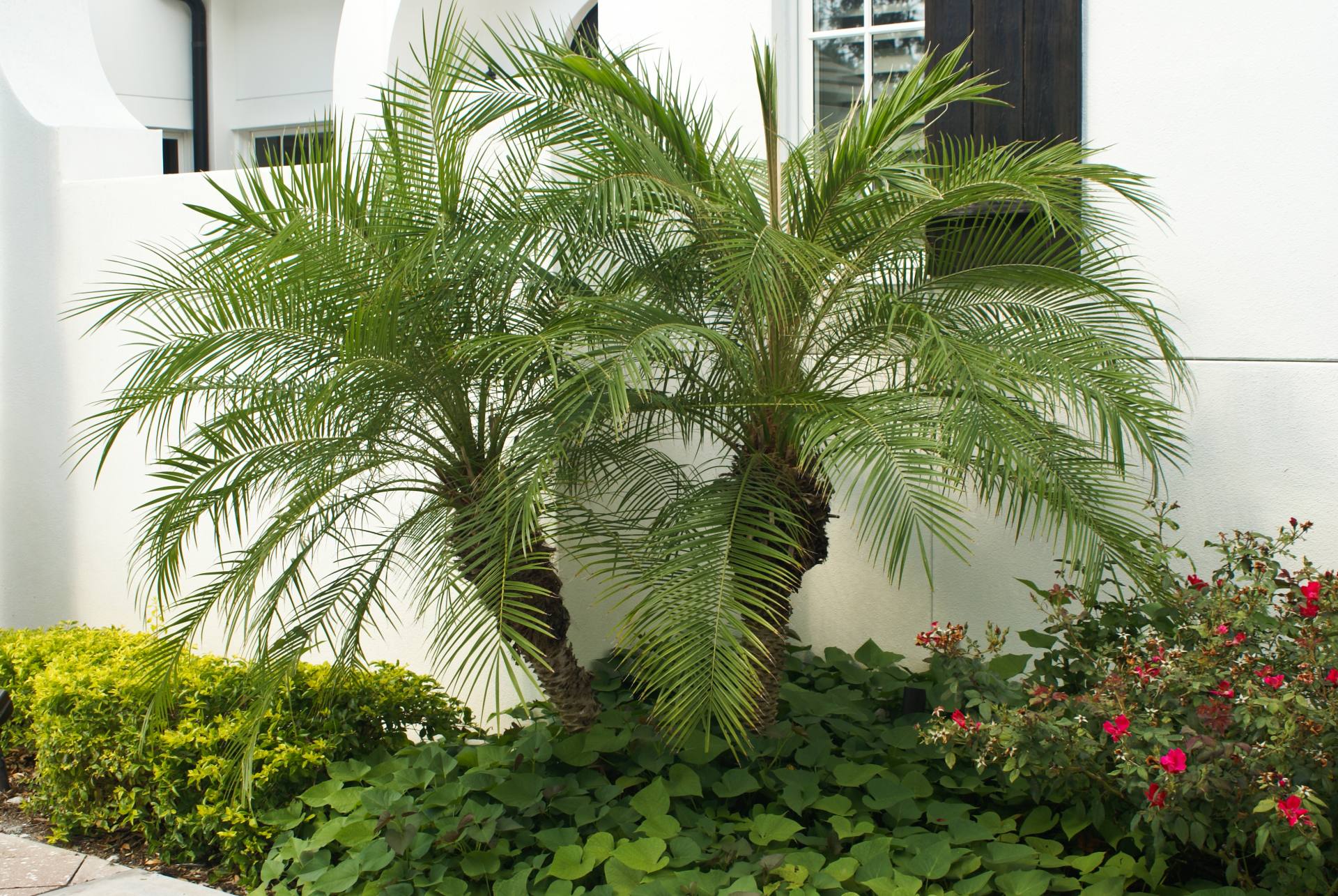 Pygmy Date Palm Double Phoenix Roebellini Michael A Gilkey Inc 