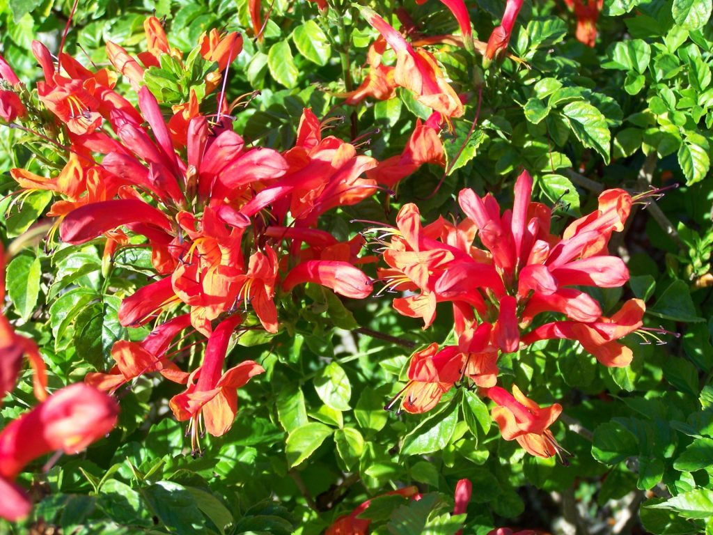 Cape Honeysuckle capensis) Michael A. Gilkey, Inc.